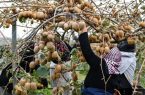استقبال بازارهای خارجی از مازندران استقبال بازارهای خارجی از مازندران