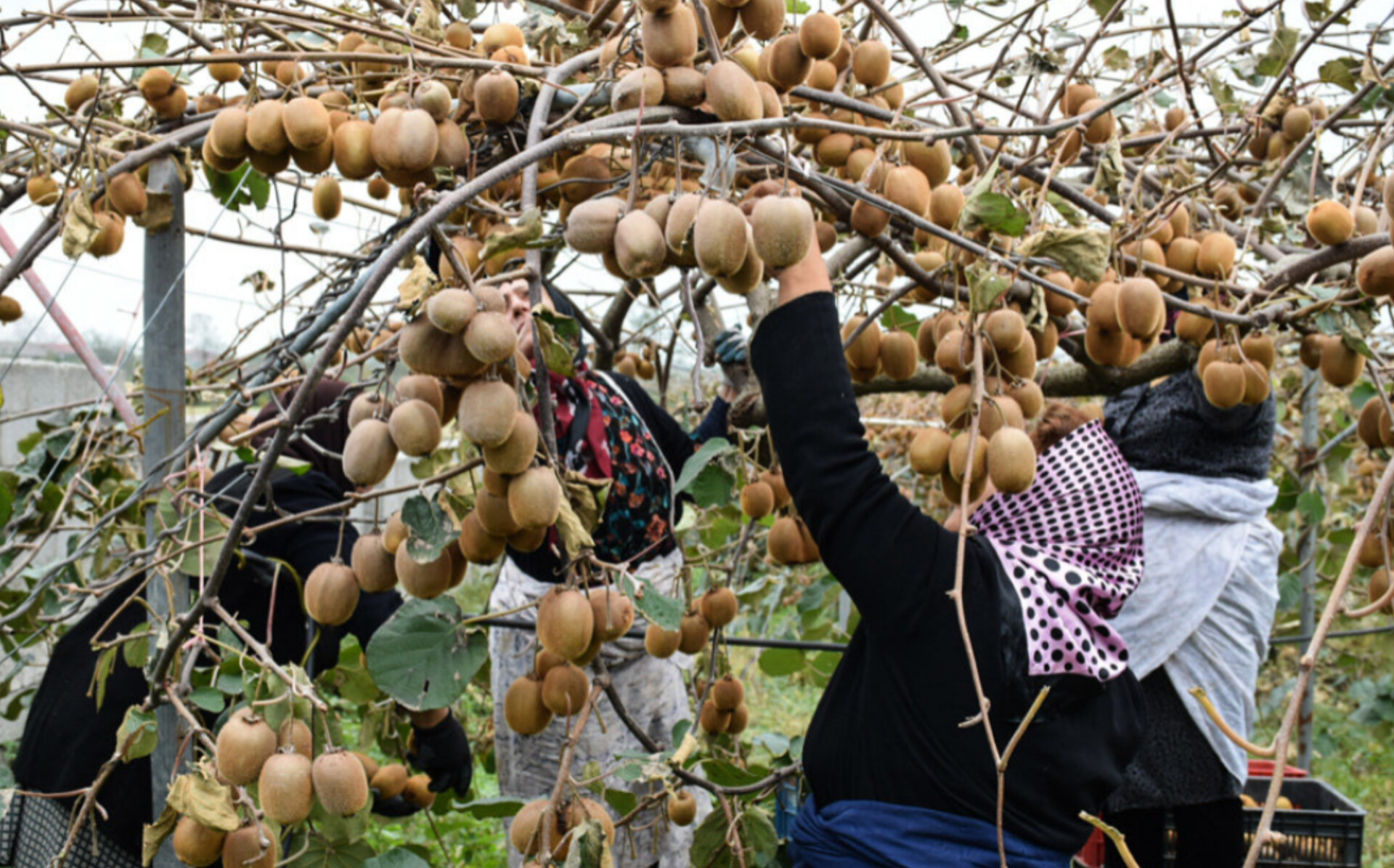 استقبال بازارهای خارجی از مازندران
