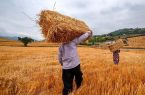 بدقولی مدیران؛ نارضایتی گندم‌کاران