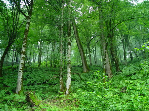 سرقتِ خانوادگی از منابع طبیعی
