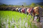ممنوعیت شالی‌کاری در گلستان