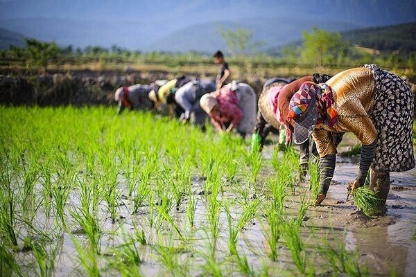 ممنوعیت شالی‌کاری در گلستان