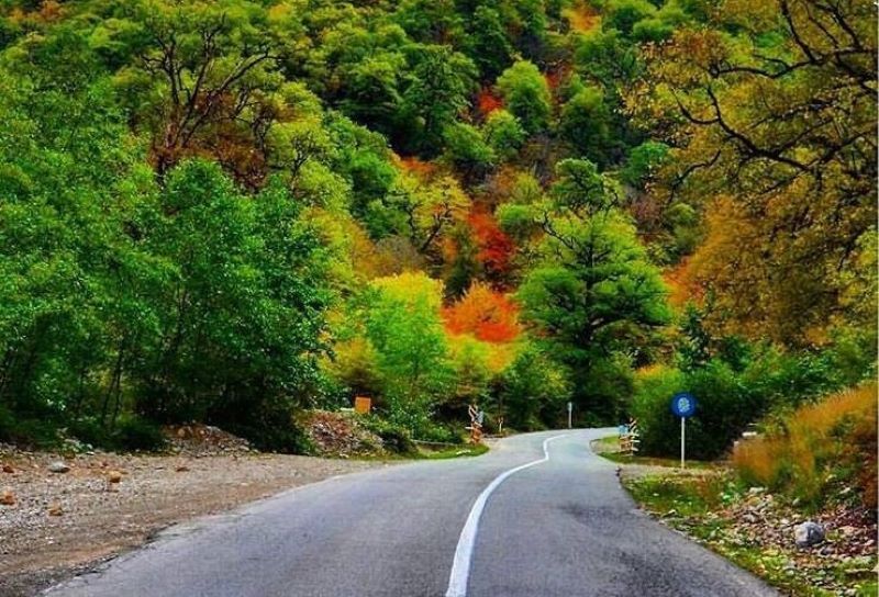 ورود به جنگل تا اطلاع ثانوی ممنوع!