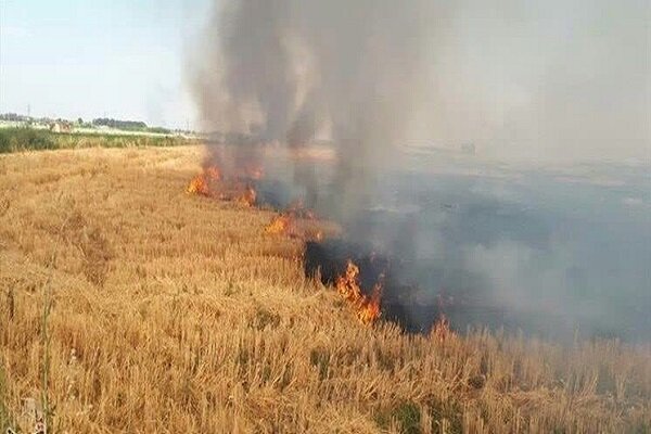 چالشی تکراری در فصل برداشت برنج