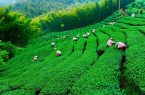 برداشت بیش از 86 هزار تن چای برداشت بیش از ۸۶ هزار تن چای