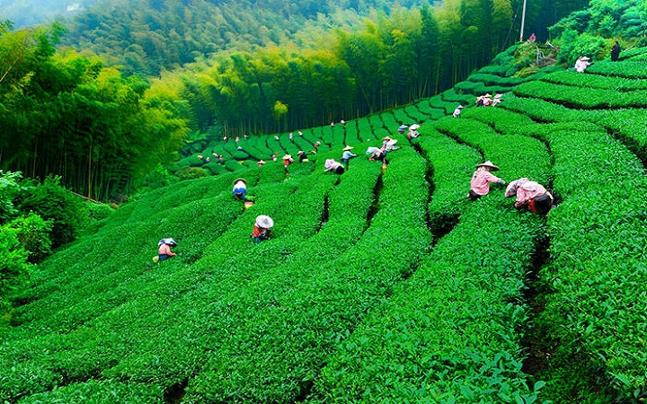 برداشت بیش از ۸۶ هزار تن چای