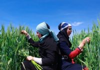 نقش کمرنگ دانشگاه در کشاورزی استان