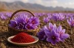 طلای سرخ در انتظار حمایت طلای سرخ در انتظار حمایت